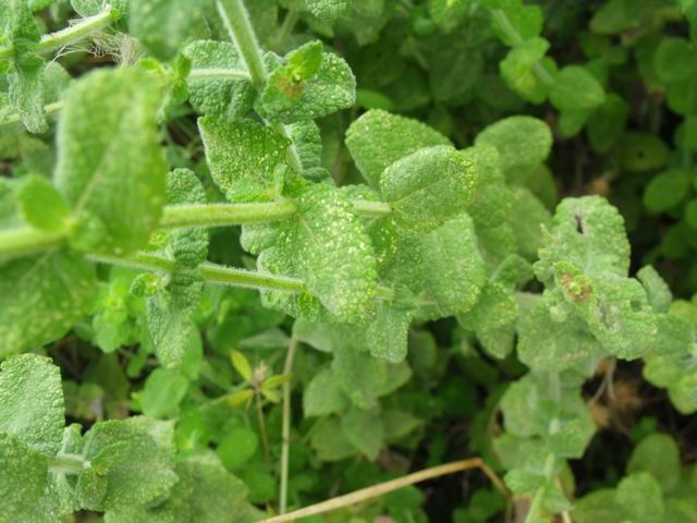 Mentha suaveolens / Menta a foglie rotonde